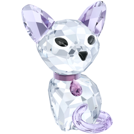 KITTEN - FIONA THE SIAMESE